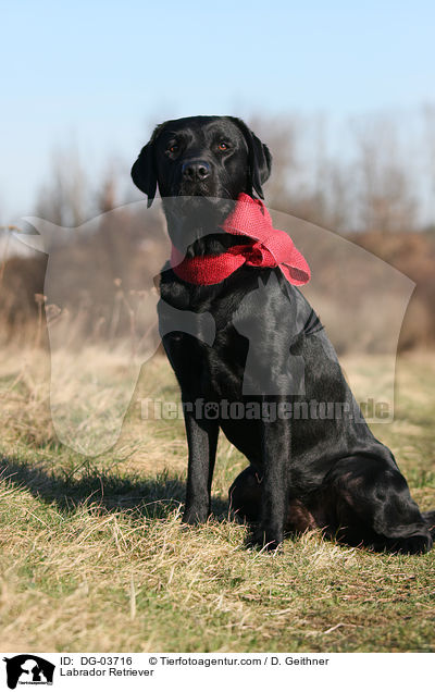 Labrador Retriever / Labrador Retriever / DG-03716