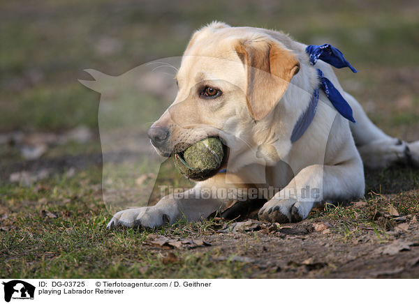 spielender Labrador Retriever / playing Labrador Retriever / DG-03725