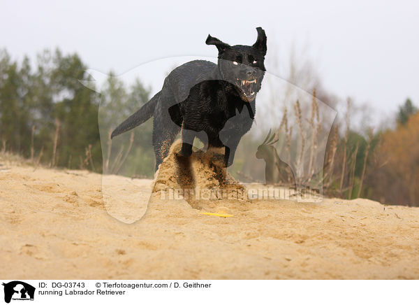 rennender Labrador Retriever / running Labrador Retriever / DG-03743