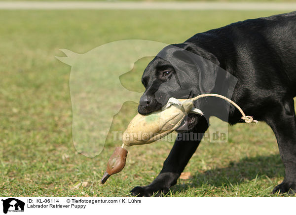 Labrador Retriever Welpe / Labrador Retriever Puppy / KL-06114