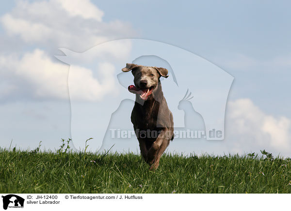 silberner Labrador / silver Labrador / JH-12400