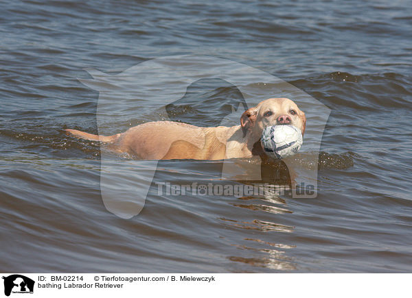 badender Labrador Retriever / bathing Labrador Retriever / BM-02214