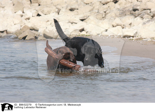 badende Labrador Retriever / bathing Labrador Retriever / BM-02279