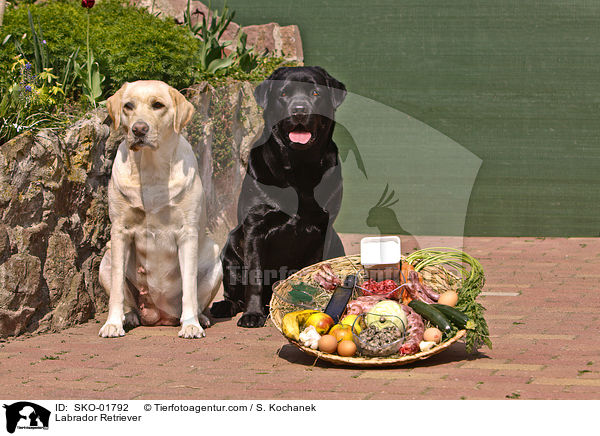 Labrador Retriever mit Korb voll Futter / Labrador Retriever / SKO-01792