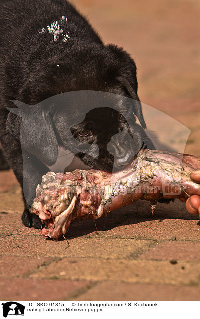 fressender Labrador Retriever Welpe / eating Labrador Retriever puppy / SKO-01815