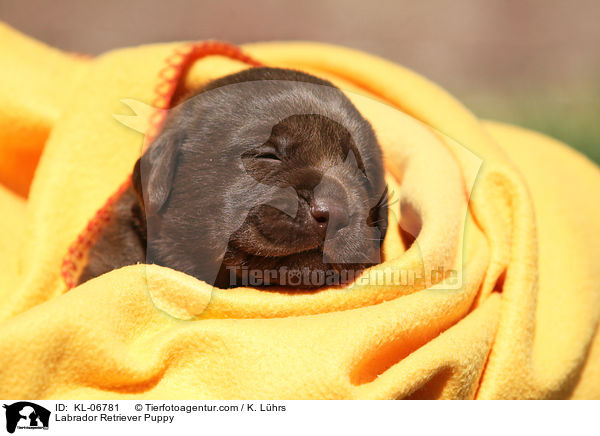 Labrador Retriever Welpe / Labrador Retriever Puppy / KL-06781