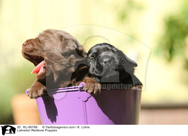 Labrador Retriever Welpen / Labrador Retriever Puppies / KL-06786