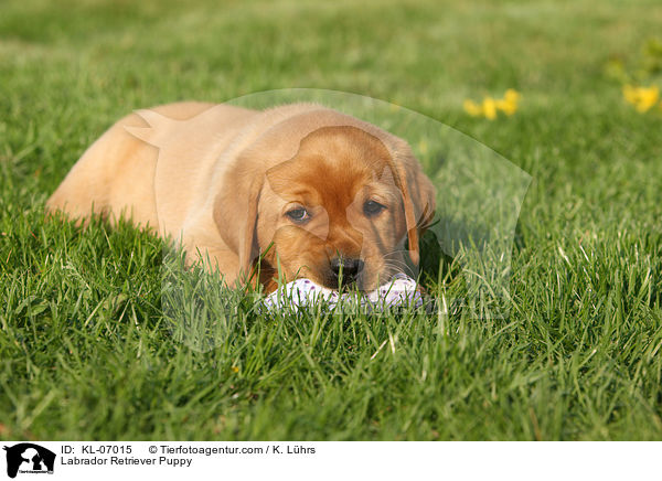 Labrador Retriever Welpe / Labrador Retriever Puppy / KL-07015