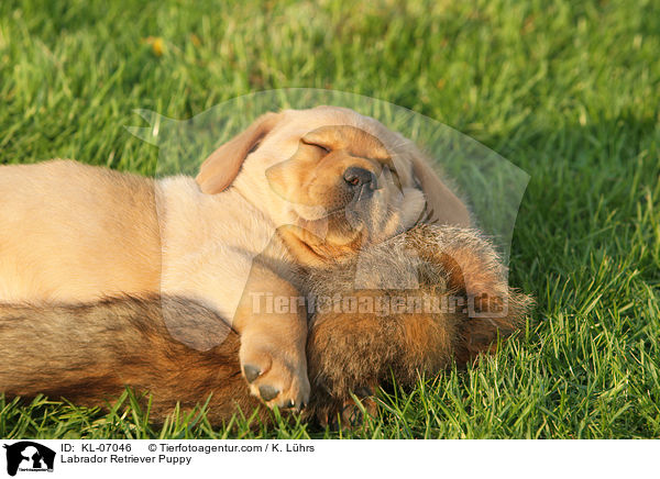 Labrador Retriever Welpe / Labrador Retriever Puppy / KL-07046