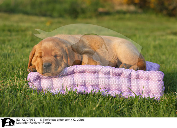 Labrador Retriever Welpe / Labrador Retriever Puppy / KL-07056