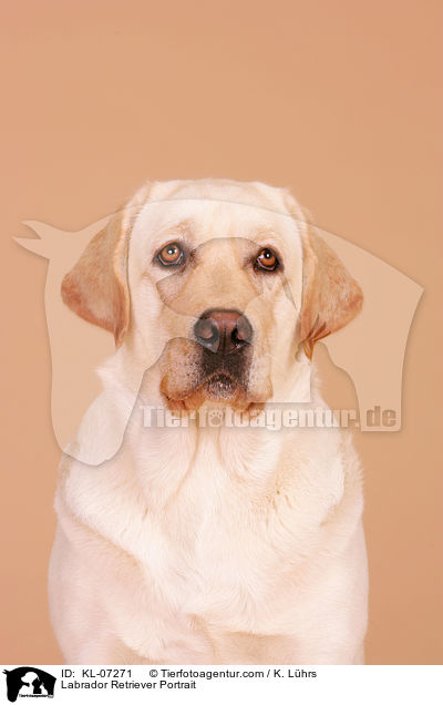 Labrador Retriever Portrait / Labrador Retriever Portrait / KL-07271