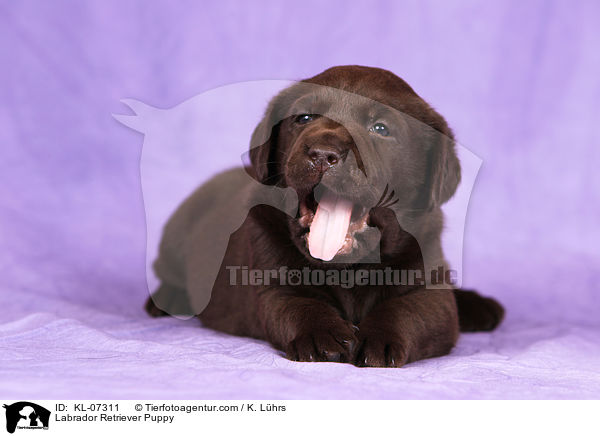 Labrador Retriever Welpe / Labrador Retriever Puppy / KL-07311