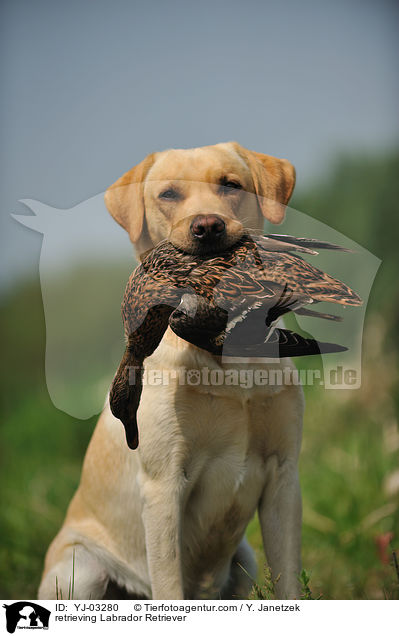 apportierender Labrador Retriever / retrieving Labrador Retriever / YJ-03280