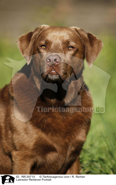 Labrador Retriever Portrait / Labrador Retriever Portrait / RR-39710