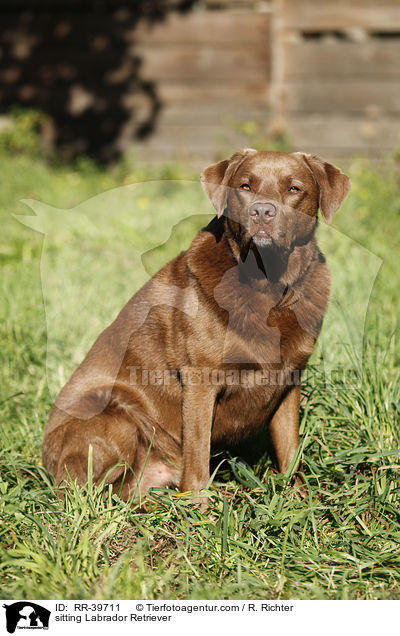 sitzender Labrador Retriever / sitting Labrador Retriever / RR-39711