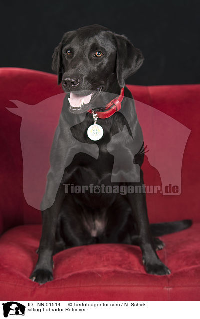 sitzender Labrador Retriever / sitting Labrador Retriever / NN-01514