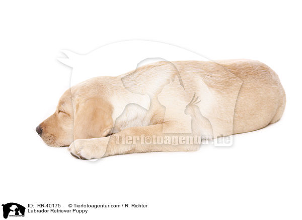 Labrador Retriever Welpe / Labrador Retriever Puppy / RR-40175