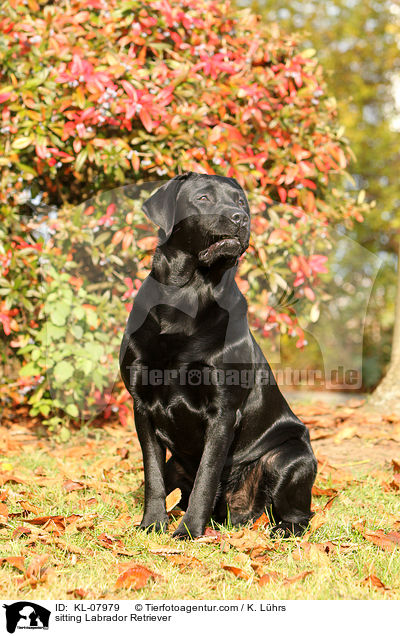 sitzender Labrador Retriever / sitting Labrador Retriever / KL-07979