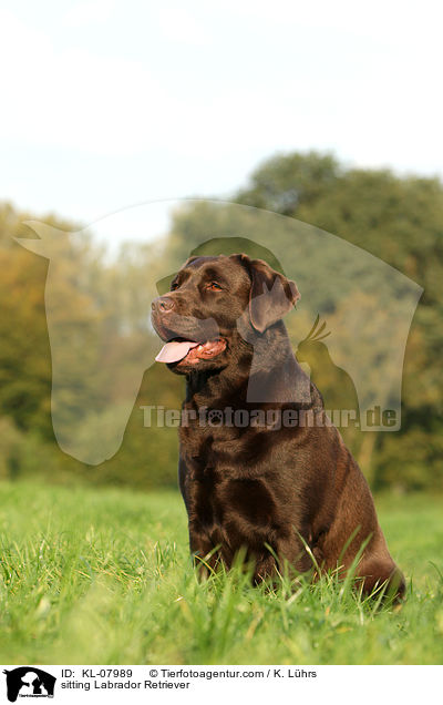 sitzender Labrador Retriever / sitting Labrador Retriever / KL-07989
