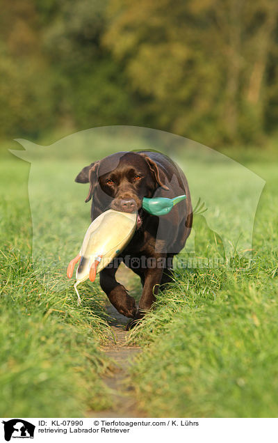 apportierender Labrador Retriever / retrieving Labrador Retriever / KL-07990