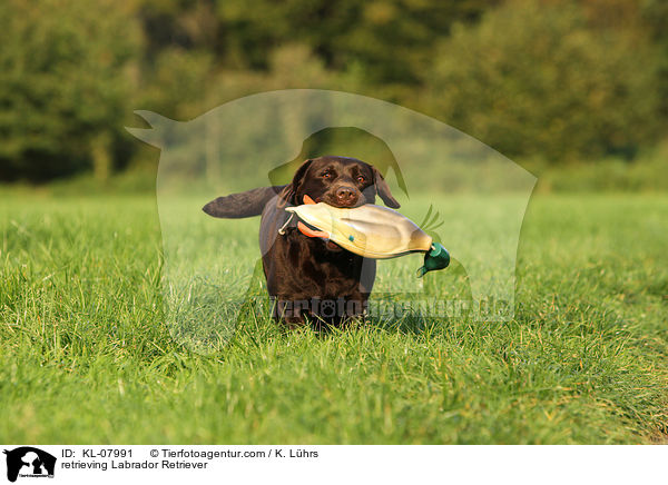 apportierender Labrador Retriever / retrieving Labrador Retriever / KL-07991