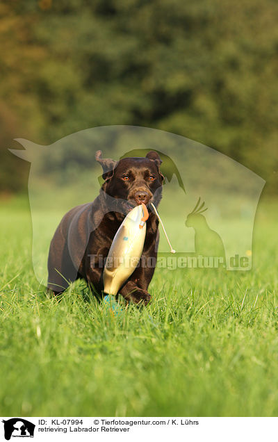 apportierender Labrador Retriever / retrieving Labrador Retriever / KL-07994