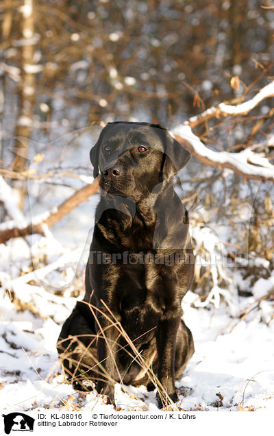 sitzender Labrador Retriever / sitting Labrador Retriever / KL-08016