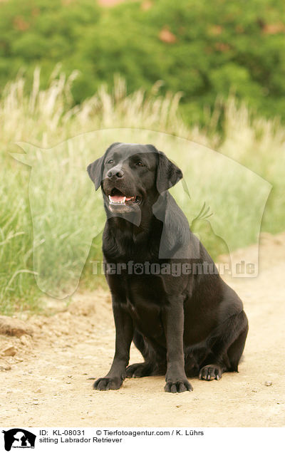 sitzender Labrador Retriever / sitting Labrador Retriever / KL-08031