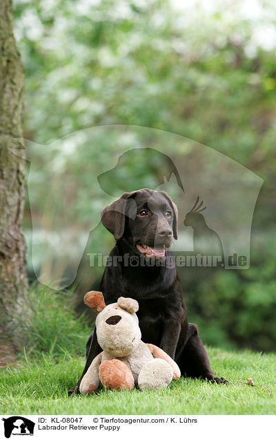 Labrador Retriever Welpe / Labrador Retriever Puppy / KL-08047