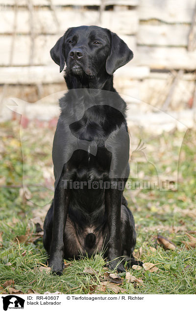 schwarzer Labrador / black Labrador / RR-40607