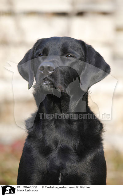schwarzer Labrador / black Labrador / RR-40608