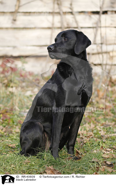 schwarzer Labrador / black Labrador / RR-40609