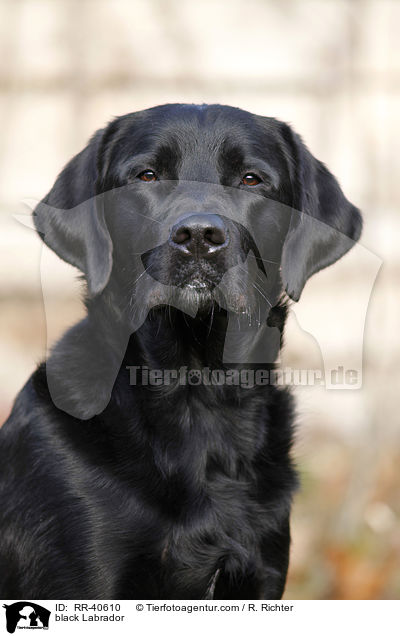schwarzer Labrador / black Labrador / RR-40610