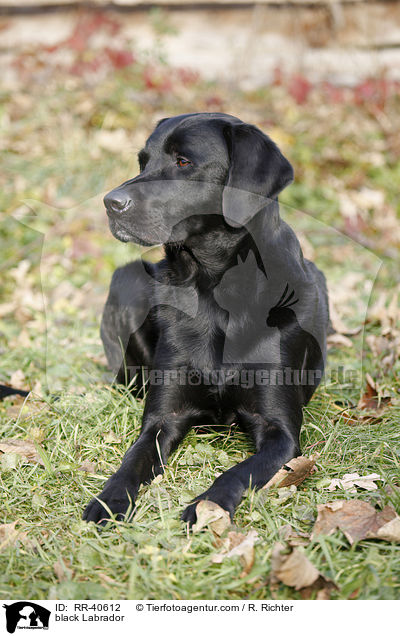 schwarzer Labrador / black Labrador / RR-40612
