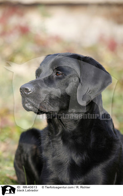 schwarzer Labrador / black Labrador / RR-40613