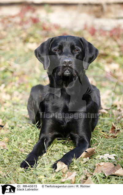 schwarzer Labrador / black Labrador / RR-40615