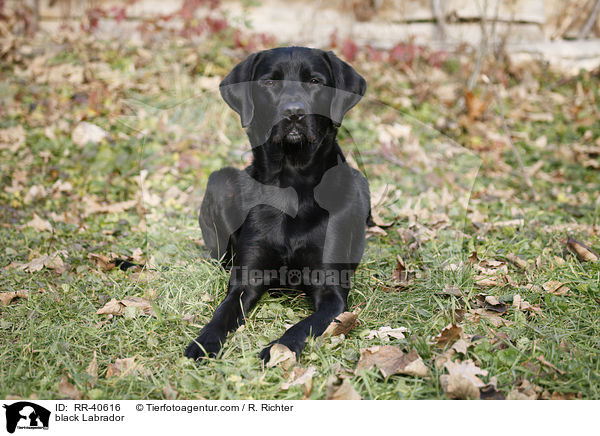 schwarzer Labrador / black Labrador / RR-40616