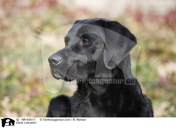 schwarzer Labrador / black Labrador / RR-40617