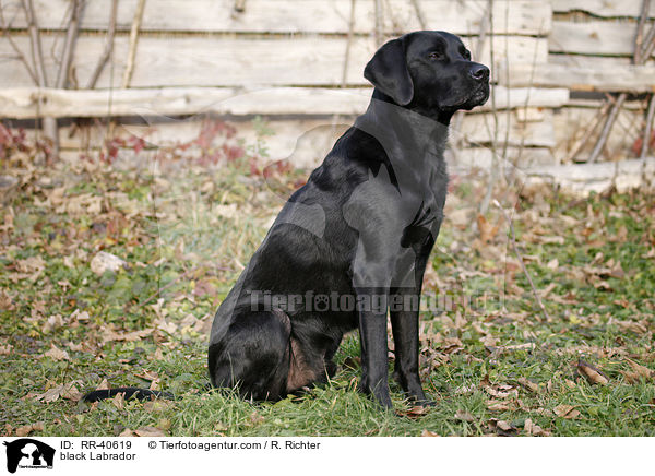 schwarzer Labrador / black Labrador / RR-40619