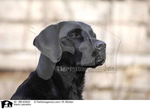 schwarzer Labrador / black Labrador / RR-40620
