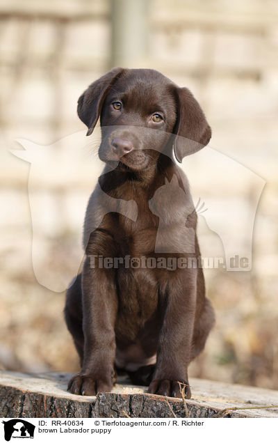 brauner Labrador Welpe / brown Labrador puppy / RR-40634