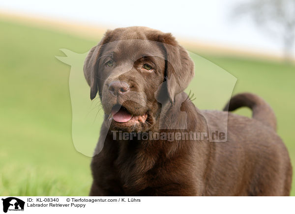 Labrador Retriever Welpe / Labrador Retriever Puppy / KL-08340