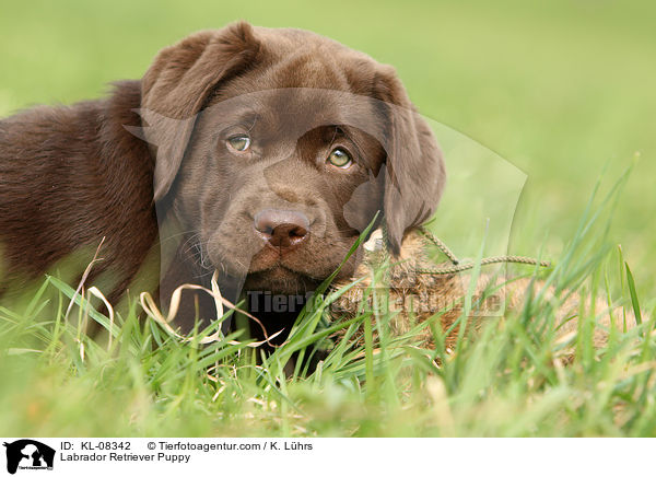 Labrador Retriever Welpe / Labrador Retriever Puppy / KL-08342