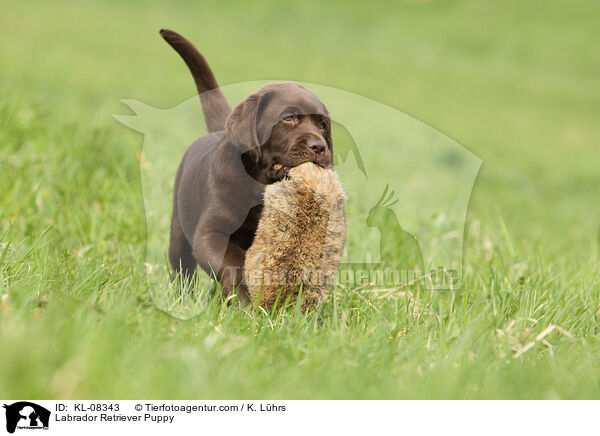 Labrador Retriever Welpe / Labrador Retriever Puppy / KL-08343
