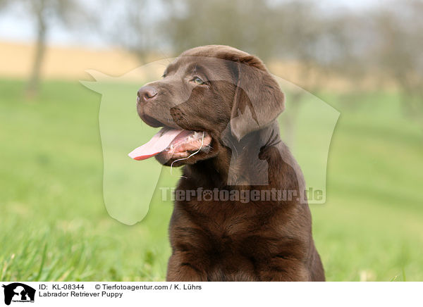 Labrador Retriever Welpe / Labrador Retriever Puppy / KL-08344
