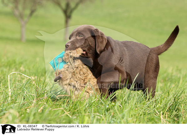 Labrador Retriever Welpe / Labrador Retriever Puppy / KL-08347