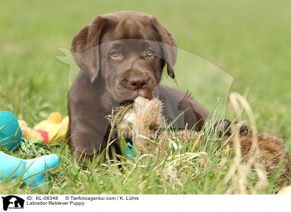 Labrador Retriever Welpe / Labrador Retriever Puppy / KL-08348