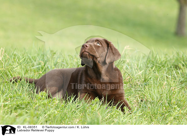 Labrador Retriever Welpe / Labrador Retriever Puppy / KL-08351