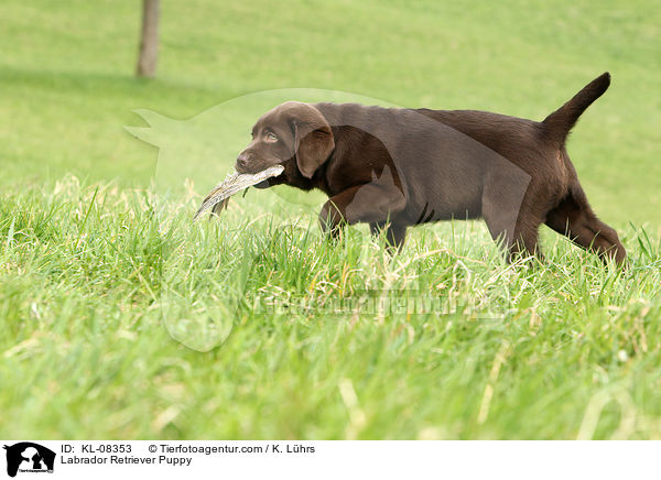 Labrador Retriever Welpe / Labrador Retriever Puppy / KL-08353