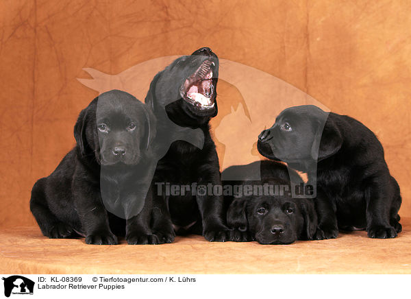 Labrador Retriever Welpen / Labrador Retriever Puppies / KL-08369